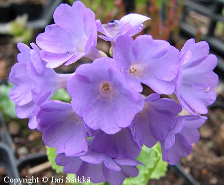 Primula 'Diana', esikko